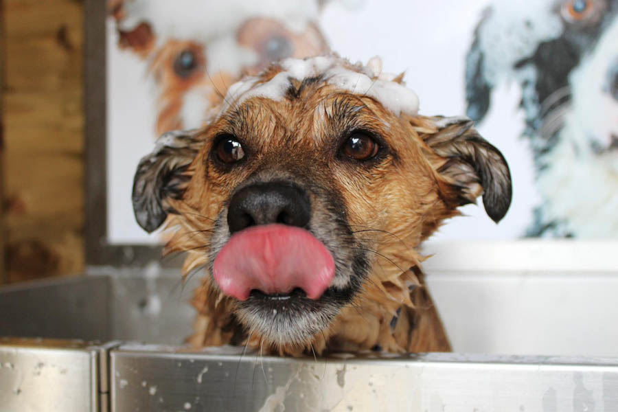 Dog being washed in a self-service dog wash machine